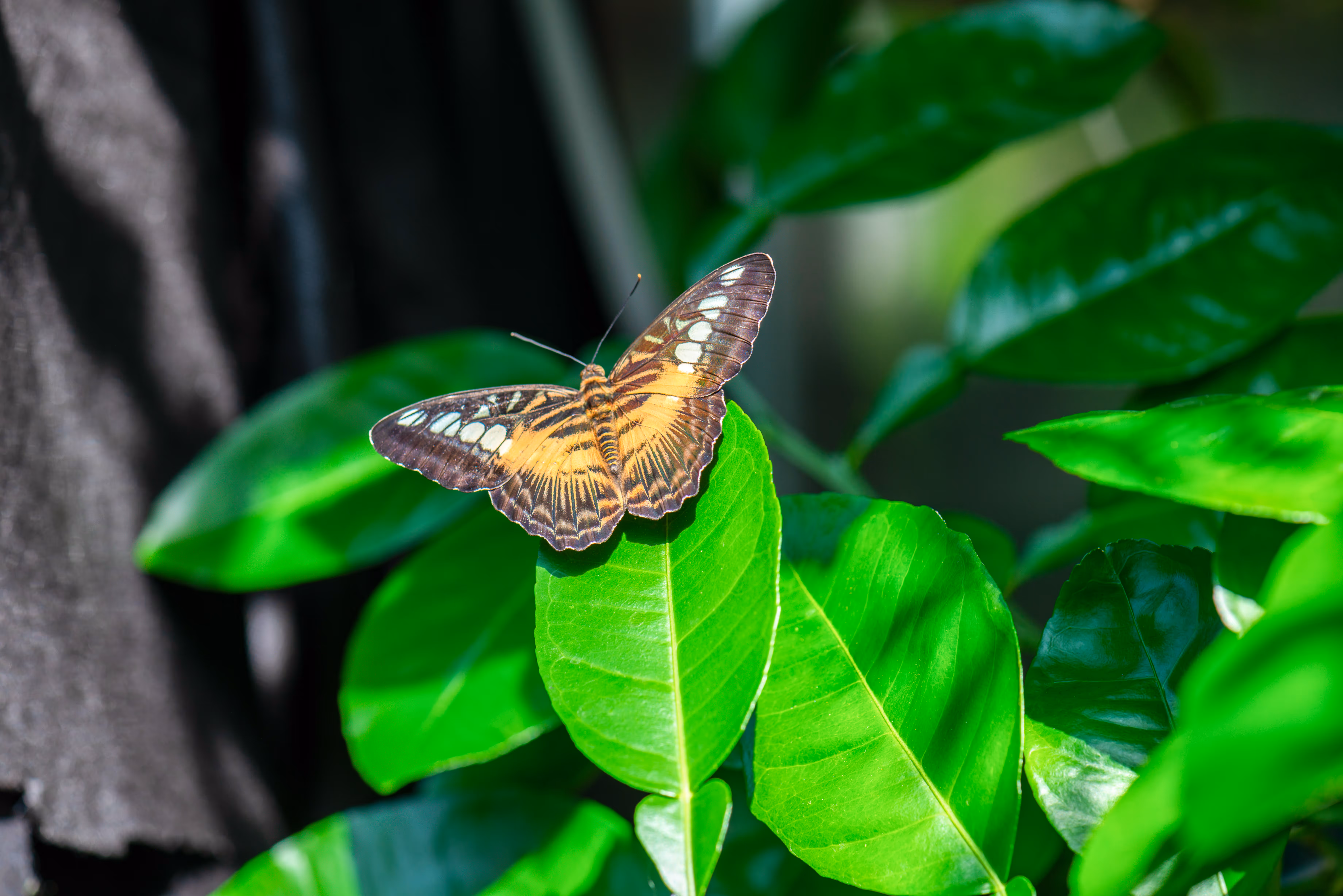 Wildlife